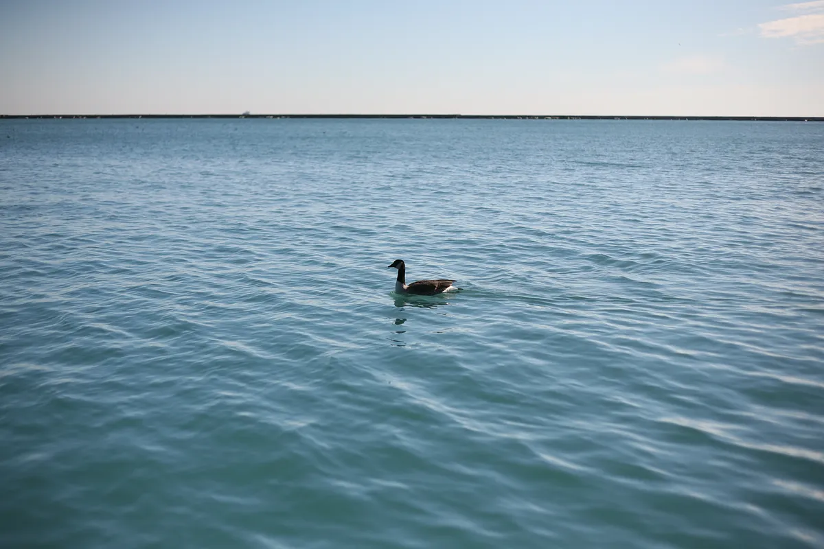 Duck