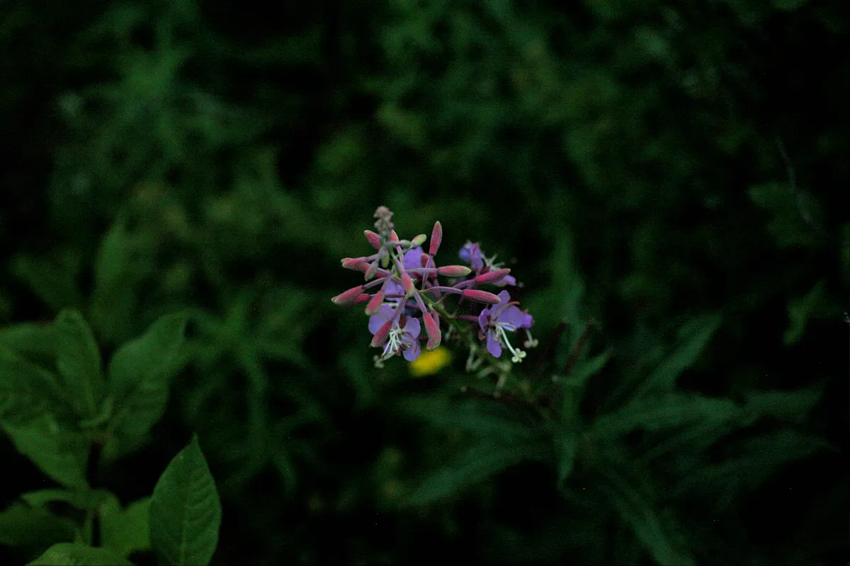 Flower2