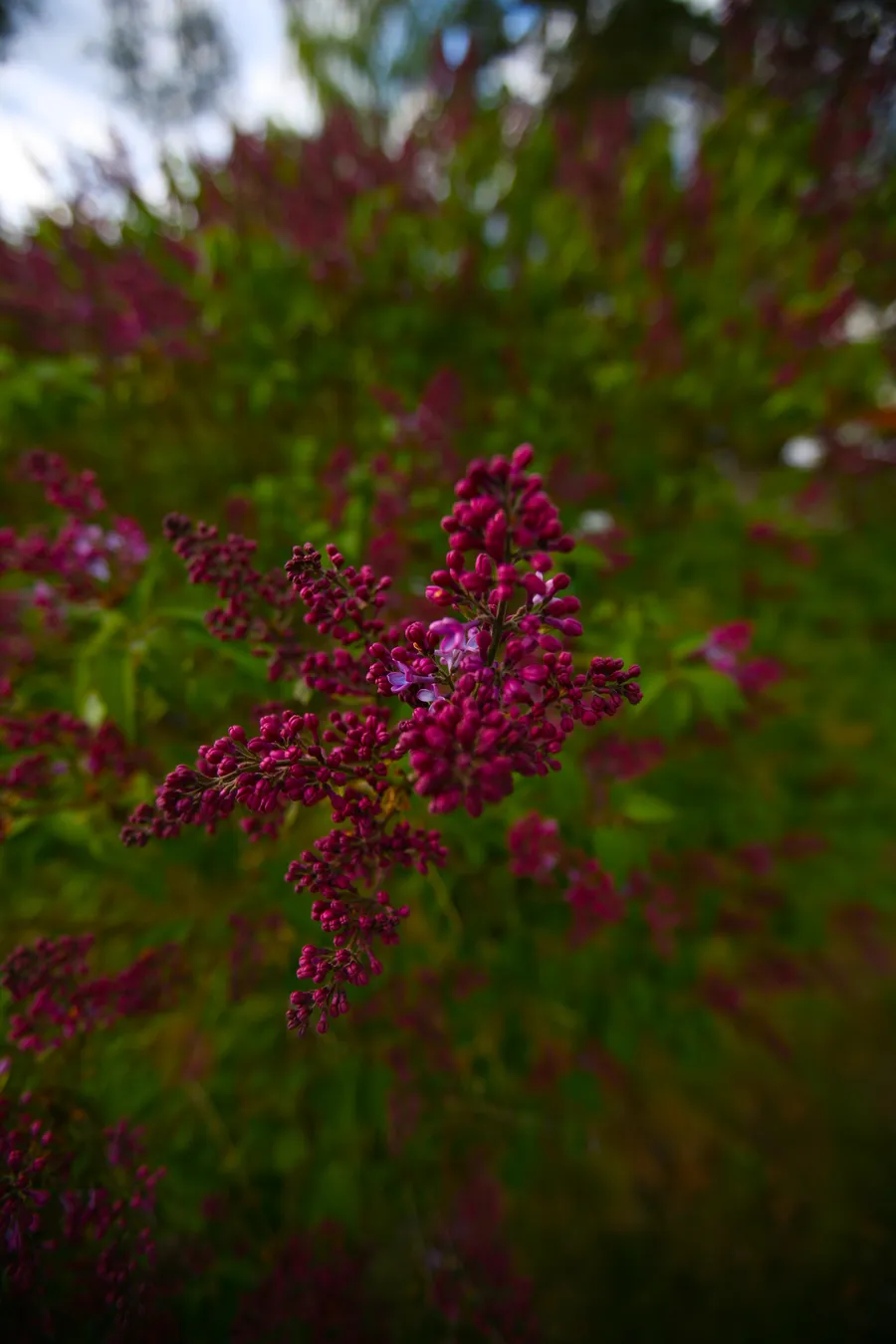 Flower3