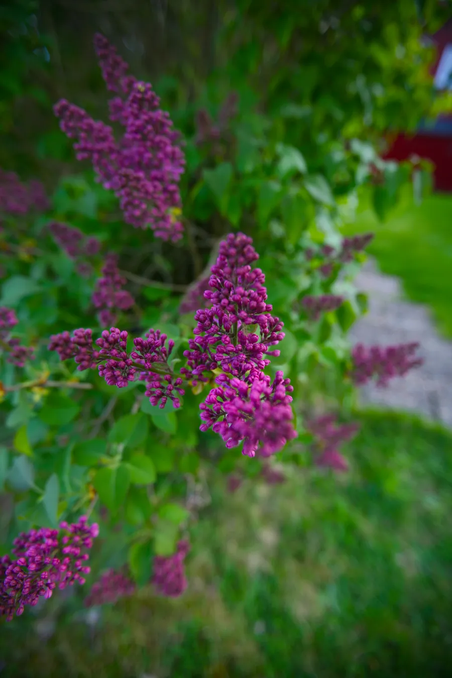 Flower3